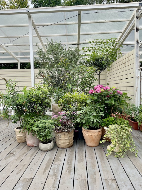 живые растений в аренду в Москве