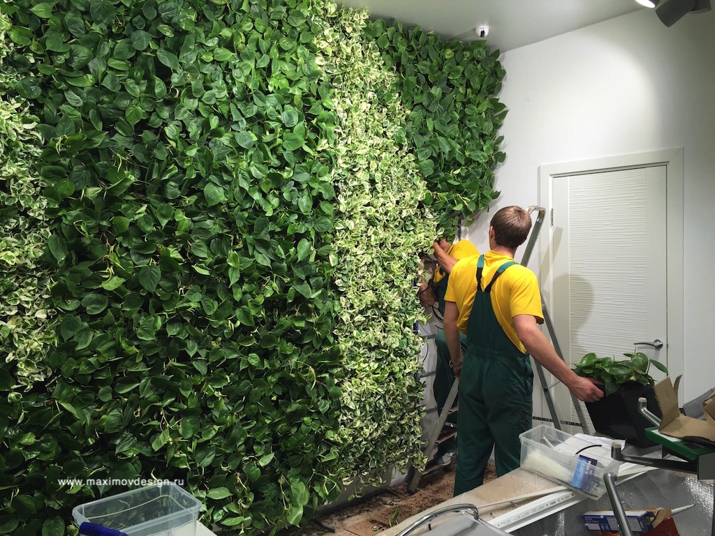 Maximov Design, зеленая стена